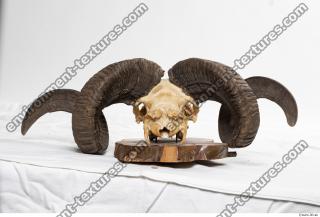 Photo Textures of Mouflon Skull 